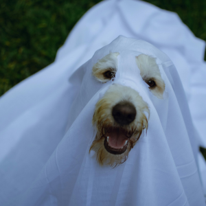 Dog wearing a sheet to look like a ghost